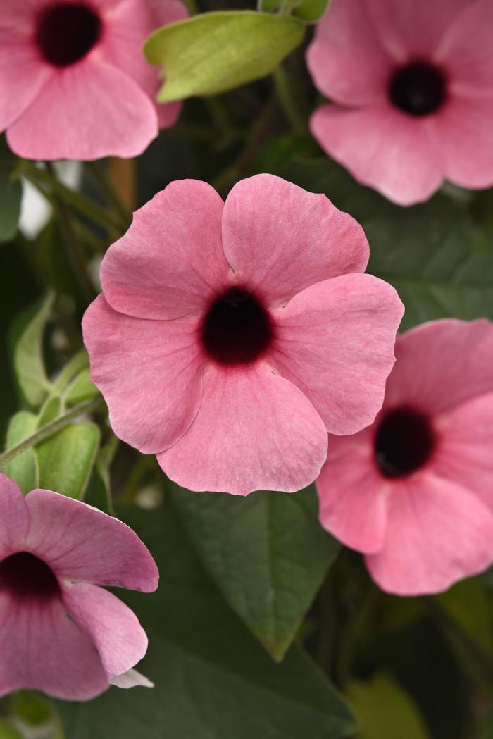black-eyed Susan vine - Thunbergia alata from Holmquest Farms