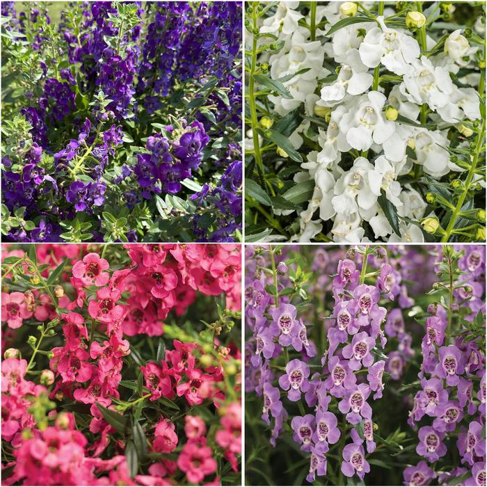 Angelface® Mixture Summer Snapdragon - Angelonia (Summer Snapdragon) from Holmquest Farms
