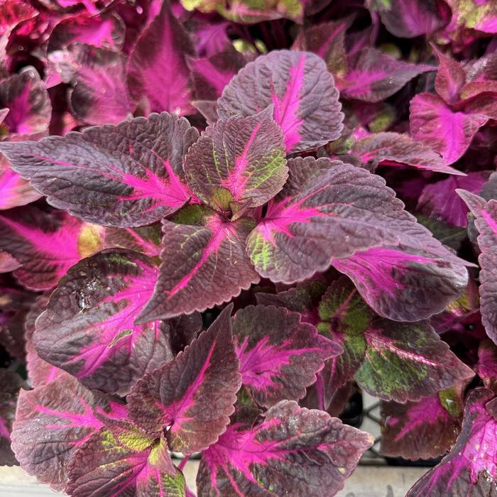 'Magilla&trade;' - Perilla frutescens from Holmquest Farms