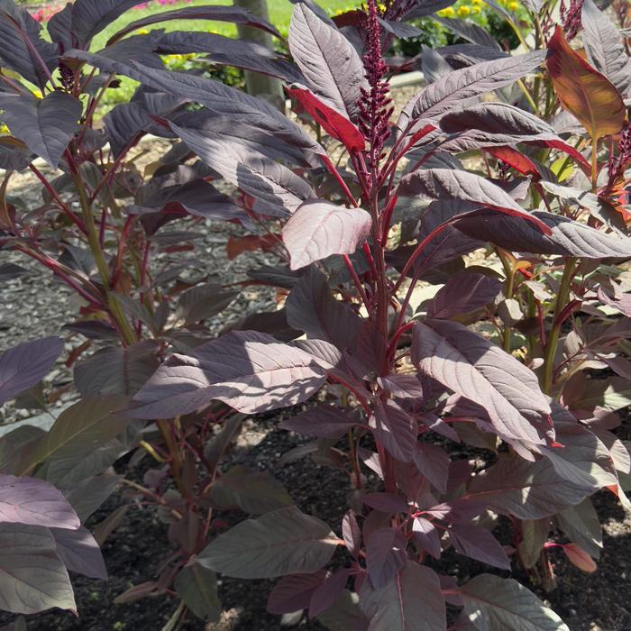 'Red Spike' Amaranth - Amaranthus cruentus from Holmquest Farms