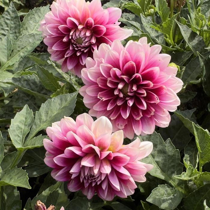 Dalaya&reg; 'Purple Lace' - Dahlia from Holmquest Farms
