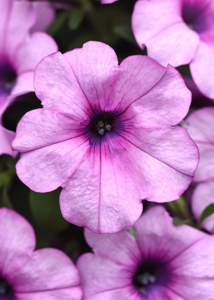 Headliner&trade; Crystal Pink - Petunia from Holmquest Farms