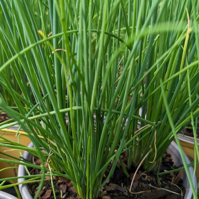 'Staro' Chives - Allium schoenoprasum from Holmquest Farms