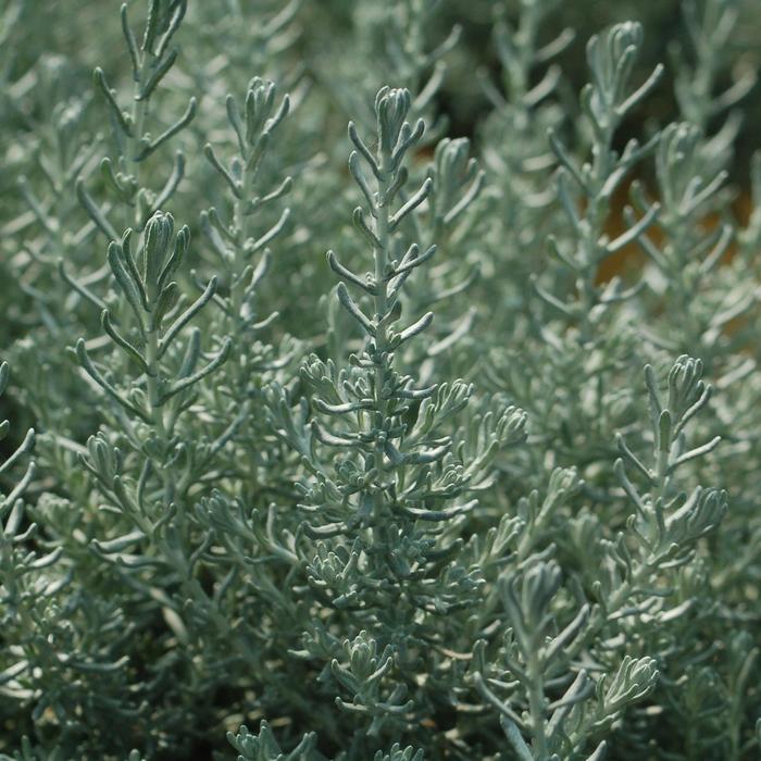 Curry Plant - Helichrysum angustifolium from Holmquest Farms