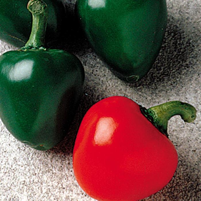 'Cherry Bomb' Hot Pepper - Capsicum annuum from Holmquest Farms