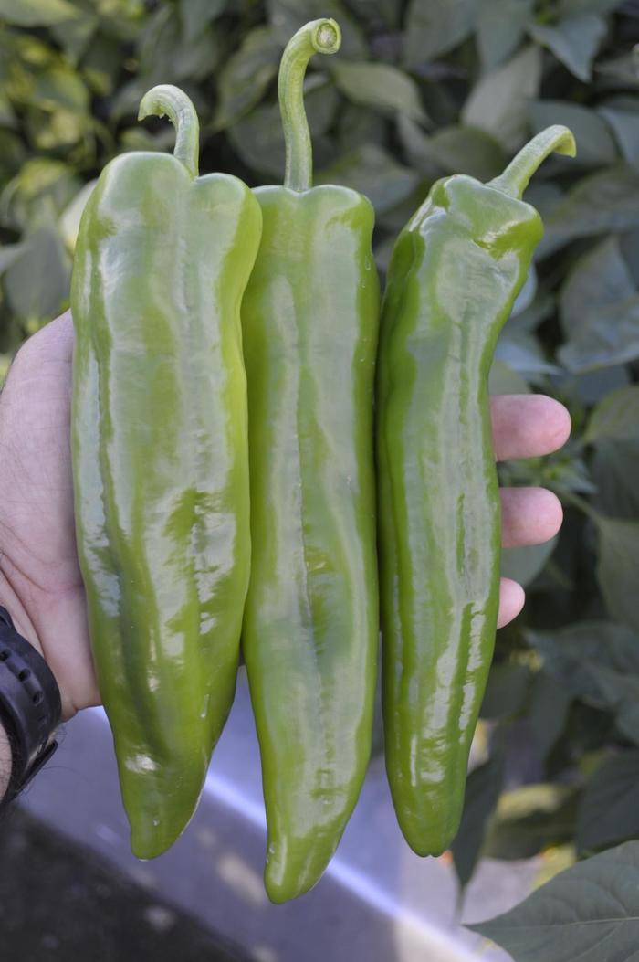 'Spitfire' Anaheim Hot Pepper - Capsicum annuum from Holmquest Farms