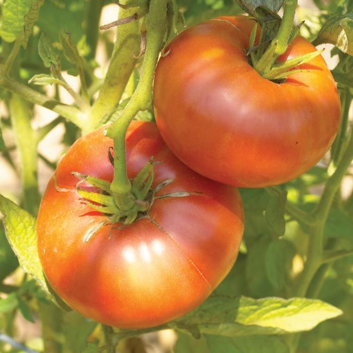 'Brandywine' Tomato - Lycopersicon from Holmquest Farms