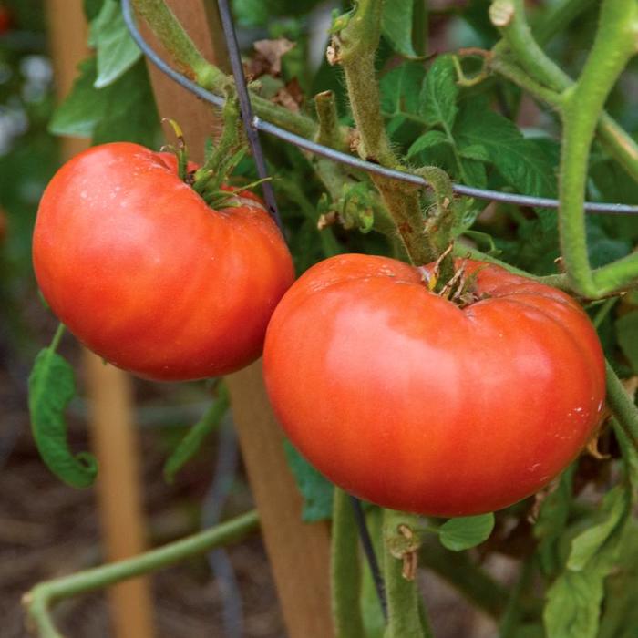 'Mortgage Lifter' Tomato - Lycopersicon from Holmquest Farms