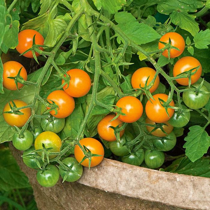 'Sungold' Cherry Tomato - Lycopersicon from Holmquest Farms