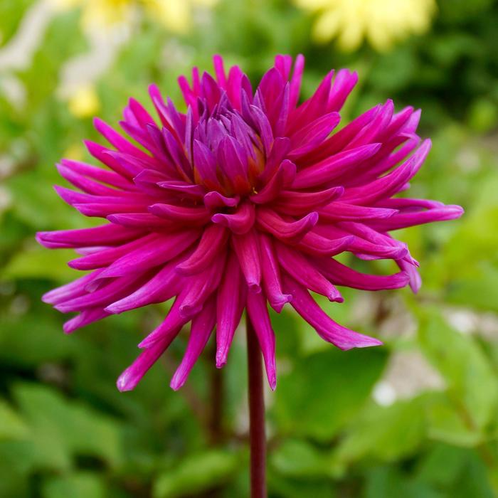 'Purple Gem' - Dahlia from Holmquest Farms