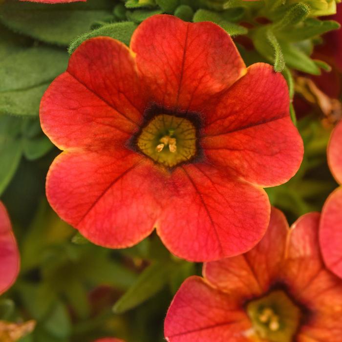 Cha-Cha&trade; 'Diva Orange' - Calibrachoa from Holmquest Farms