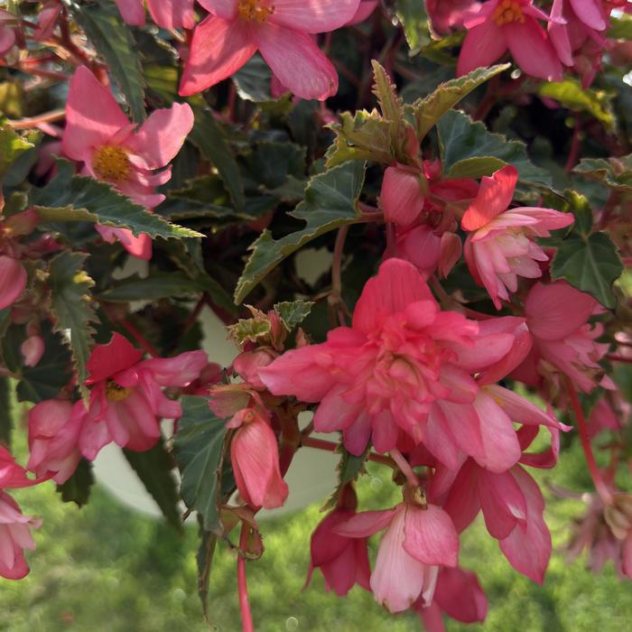 'Groovy Rose' - Begonia boliviensis from Holmquest Farms