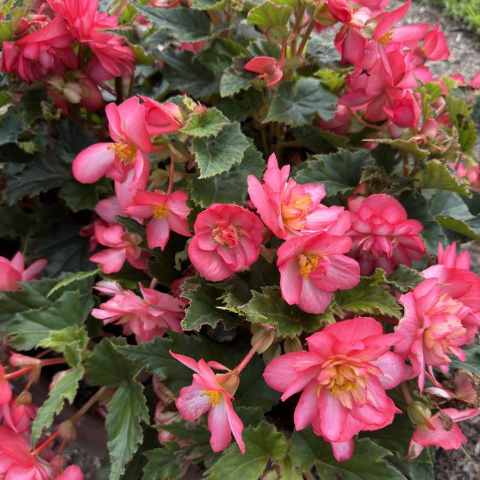 Nonstop&reg; 'Joy Rose Picotee' - Begonia x tuberhybrida (Tuberous Begonia) from Holmquest Farms