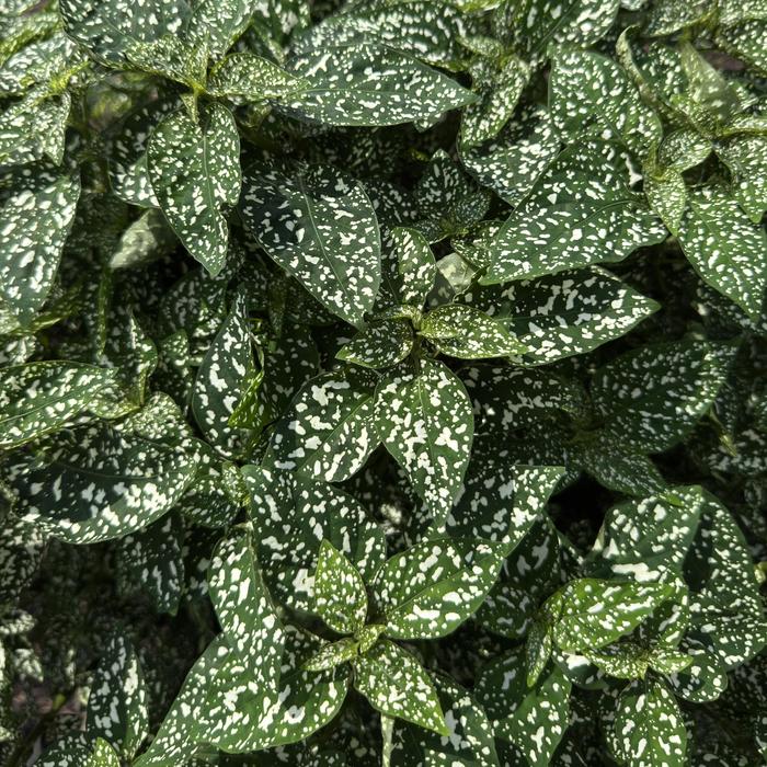 'Lotty Dotty White' Polka Dot Plant - Hypoestes phyllostacha from Holmquest Farms