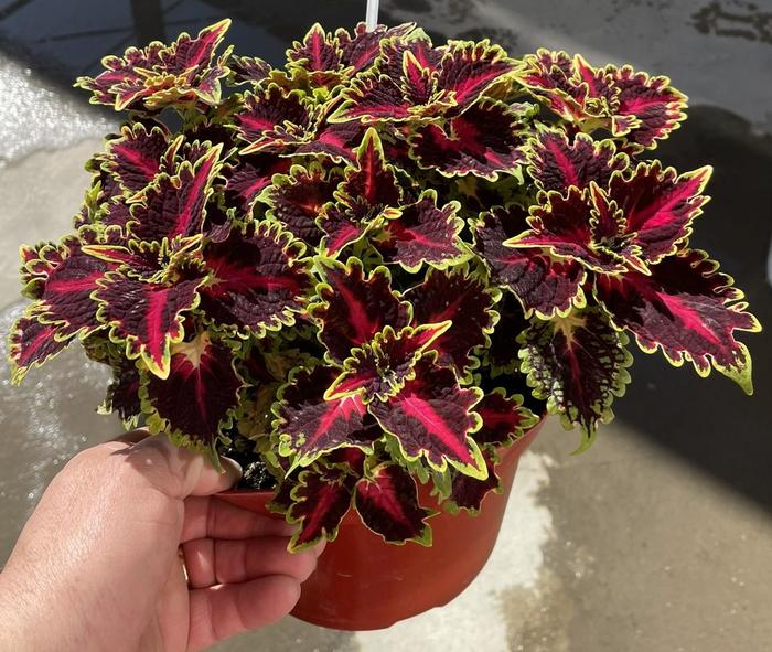 Coleus TerraScape™ 'Queen' - Coleus scutellarioides from Holmquest Farms
