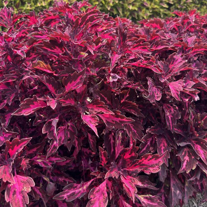 Down Town&reg; 'Royalty' - Coleus from Holmquest Farms