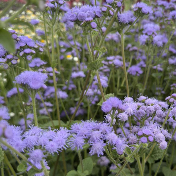 'Blue Horizon' Floss Flower - Ageratum houstonianum from Holmquest Farms