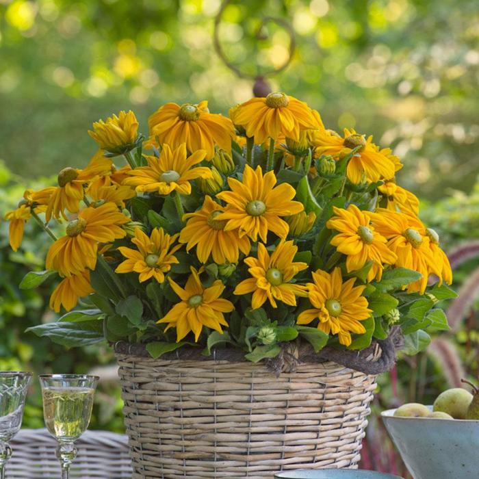 Sunbeckia&reg; 'Ophelia' Black Eyed Susan - Rudbeckia hirta from Holmquest Farms