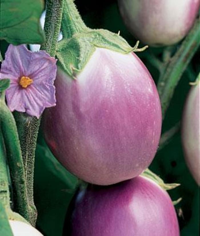 'Rosa Bianca' Eggplant - Solanum melongena from Holmquest Farms