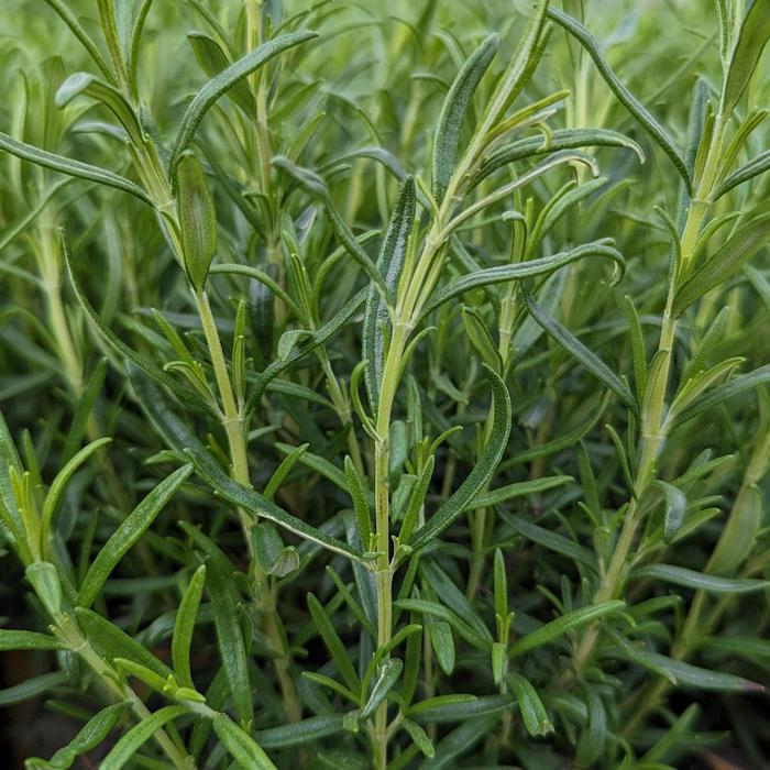 'Barbeque' Rosemary - Rosmarinus officinalis from Holmquest Farms