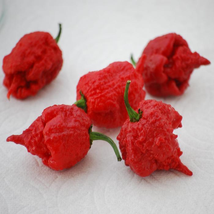 'Carolina Reaper' Pepper - Capsicum annuum from Holmquest Farms