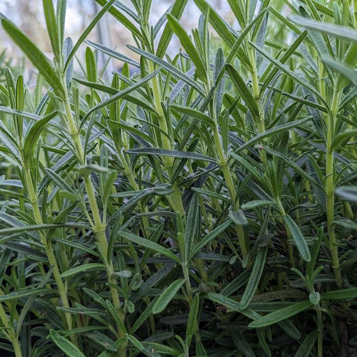 'Gorizia' Rosemary - Rosmarinus officinalis from Holmquest Farms