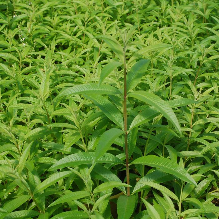 Lemon Verbena - Aloysia triphylla from Holmquest Farms