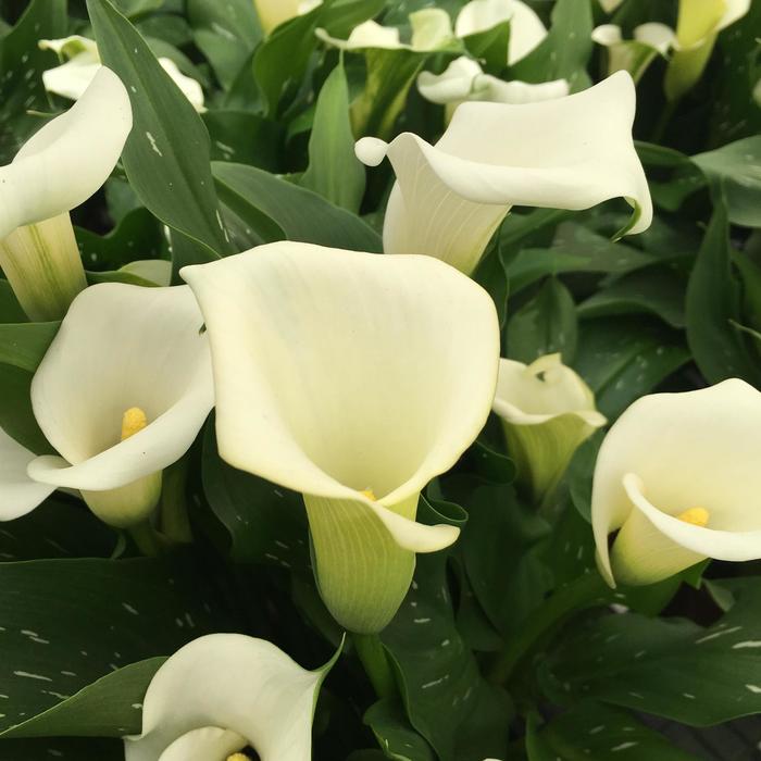 Calla Lily - Zantedeschia from Holmquest Farms